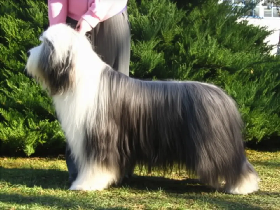 Deadro MARCO POLO "Snoopy"