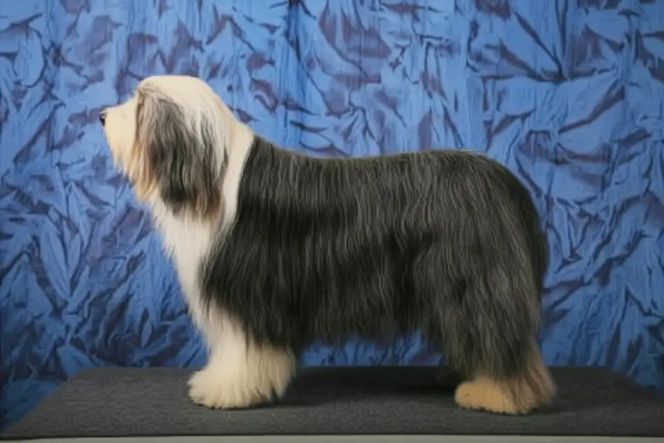 Balza BLACK ALADIN "Dino"