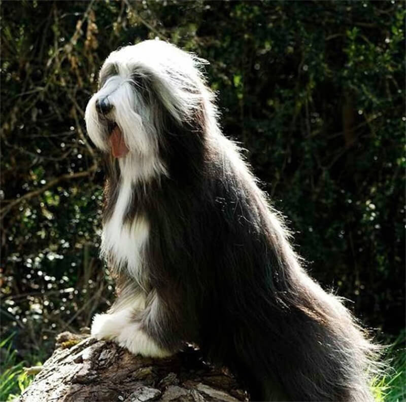 Ch. AMAZING BOY of White Empire Ch. AMAZING BOY of White Empire